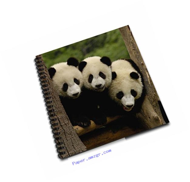 3dRose db_70209_2 Giant Panda Bears, Wolong China Conservation, China-AS07 POX0378-Pete Oxford-Memory Book, 12 by 12-Inch